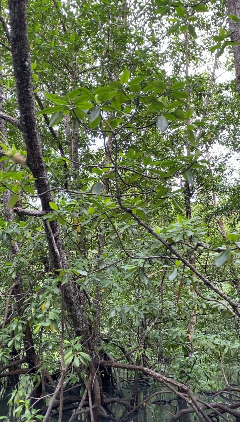 Eka Bagus Spot — bentangan alam asri Kepulauan Kei yang terjaga dan tenang
