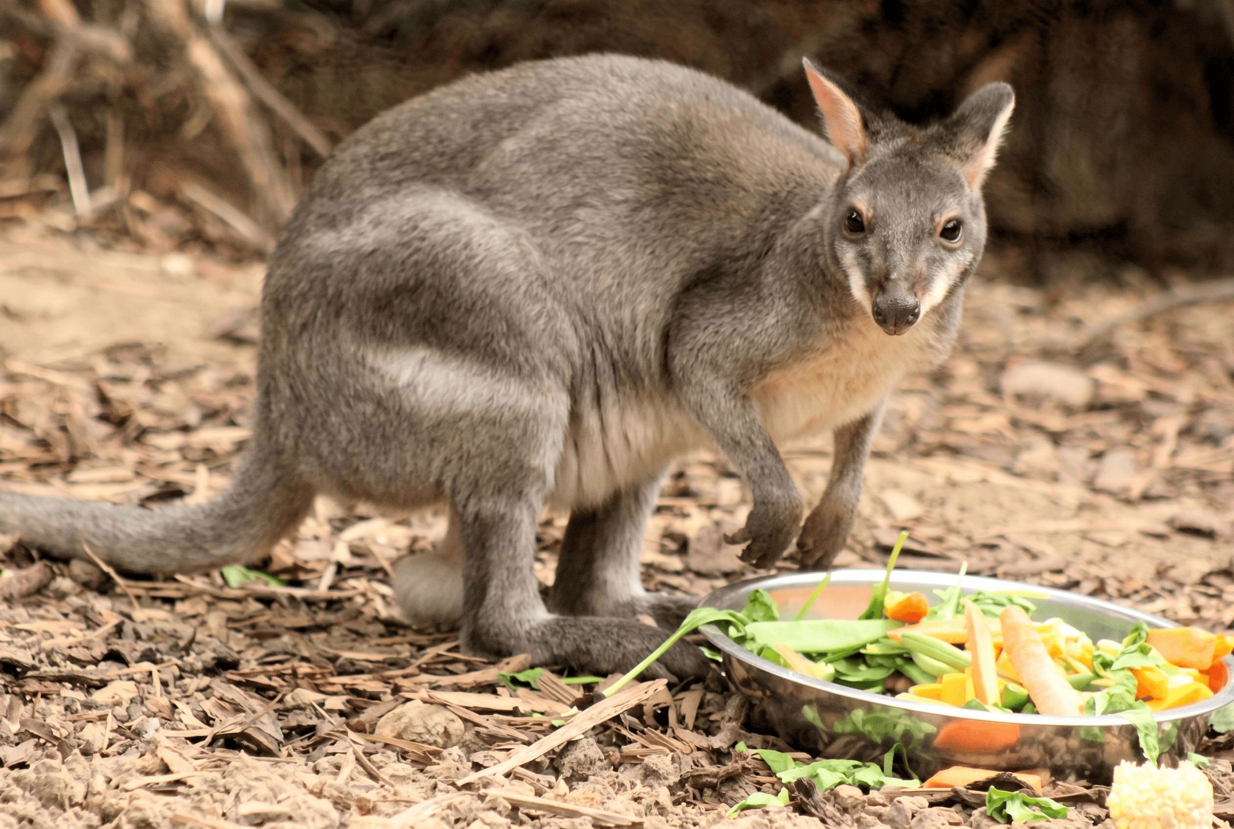 Kangguru hutan (pademelon) berdiri waspada di lantai hutan tropis Kei